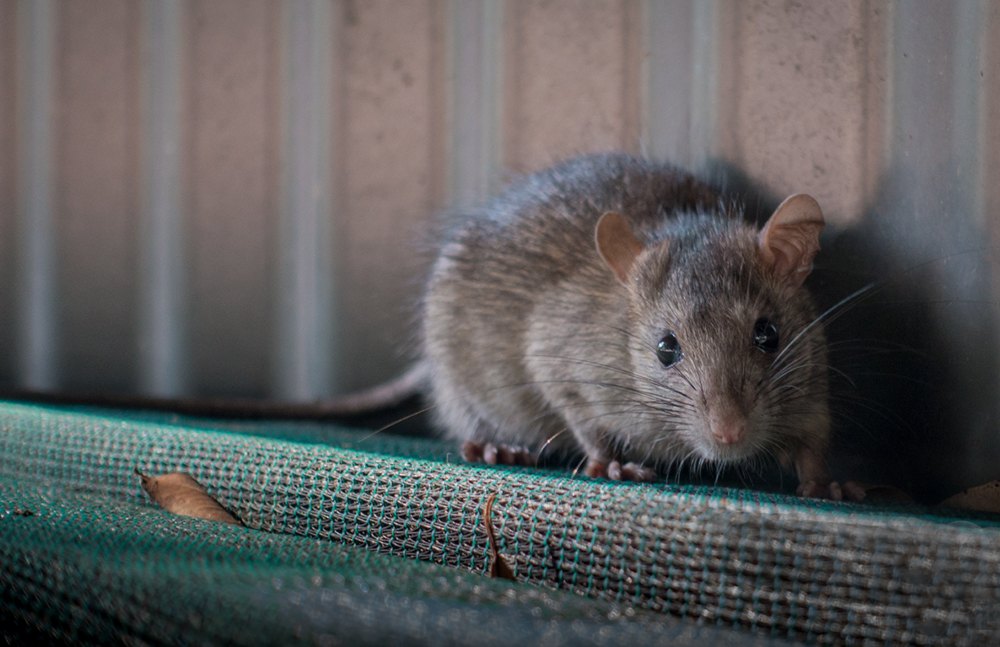A rat outdoors
